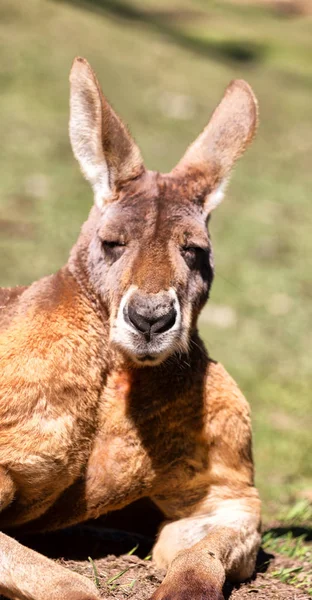 Australia Parque Natural Cerca Del Canguro Cerca Arbusto —  Fotos de Stock