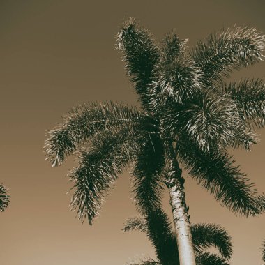 Avustralya açık gökyüzü hurma dalı