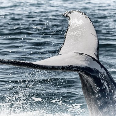 Avustralya'da okyanusta ücretsiz bir balina gibi özgürlük kavramı 