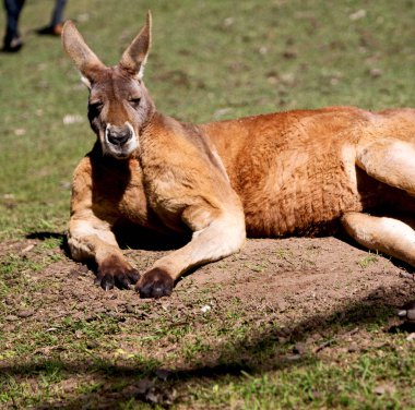 Avustralya'da natuarl park yakın çekim bush yakınındaki kanguru