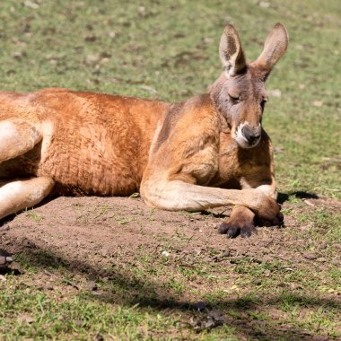 Avustralya'da natuarl park yakın çekim bush yakınındaki kanguru