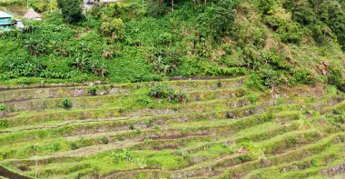 Banaue Unesco sitesinden pirinç elde etmek için Filipinler teras sahasında bulanıklık