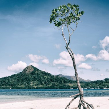 Filipinler'de ada güzel cosatline tree Hill'e ve tekne turist için