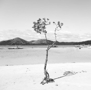 Filipinler'de ada güzel cosatline tree Hill'e ve tekne turist için