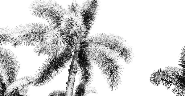 Австралії Відділення Palm Чистому Небі — стокове фото