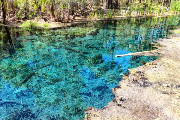 Australia Fiume Mataranka Palma Lago Nella Natura — Foto Stock