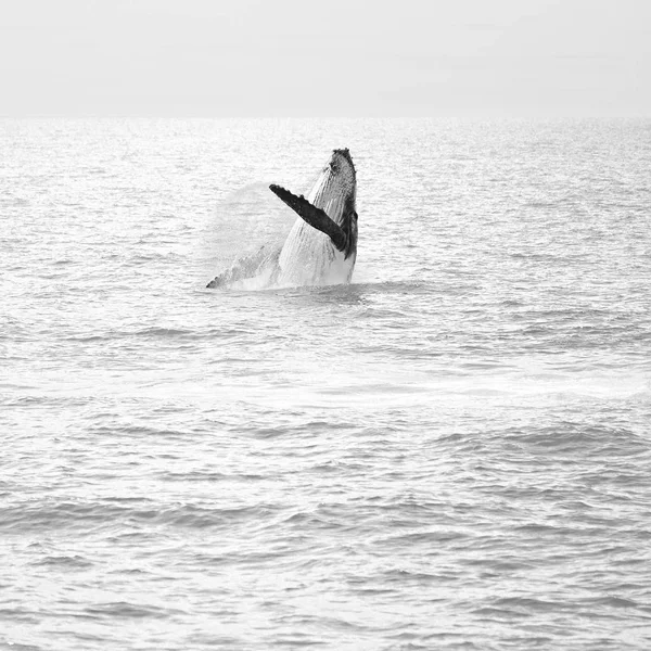 Austrália Uma Baleia Livre Oceano Como Conceito Liberdade — Fotografia de Stock