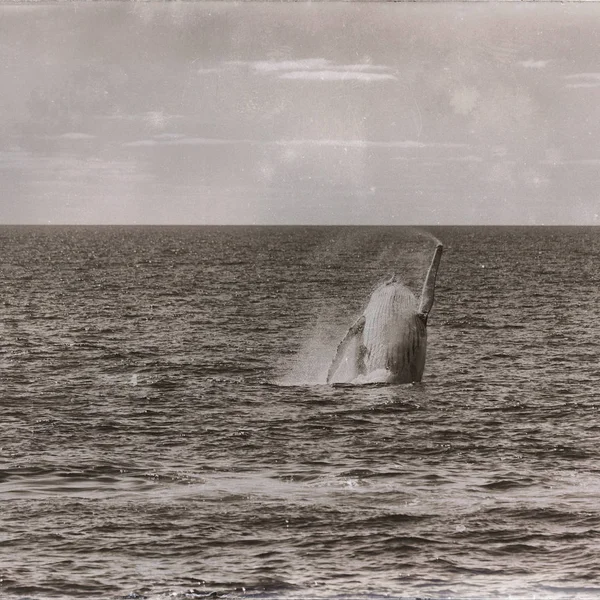Australia Una Balena Libera Nell Oceano Come Concetto Libertà — Foto Stock