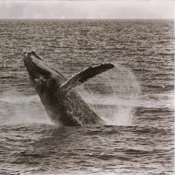 Australia Una Balena Libera Nell Oceano Come Concetto Libertà — Foto Stock