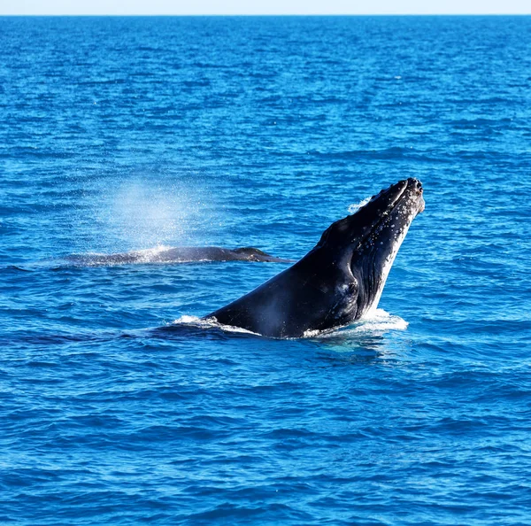 Austrália Uma Baleia Livre Oceano Como Conceito Liberdade — Fotografia de Stock