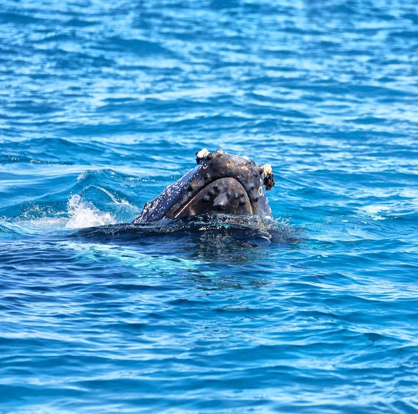 Australia Una Ballena Libre Océano Como Concepto Libertad — Foto de Stock