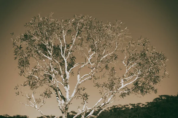Australischen Outback Baum Und Blatt Klaren Himmel — Stockfoto