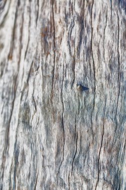 yüzey ağaç arka plan tahıl gibi soyut doku