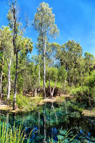 Avustralya mataranka nehir içinde belgili tanımlık palmiye ve doğa göl