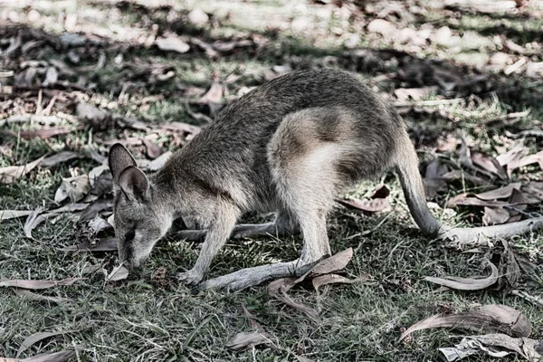 Austrália Natuarl Park Close Canguru Perto Arbusto — Fotografia de Stock