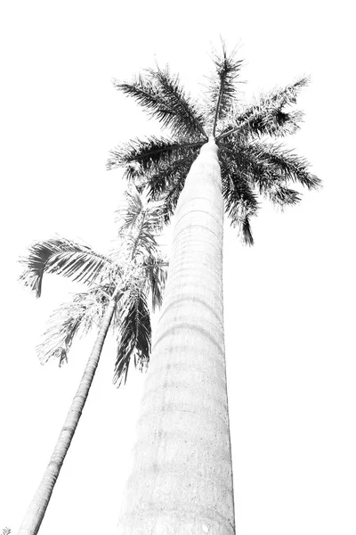 在澳大利亚 棕榈的树枝在晴朗的天空中 — 图库照片