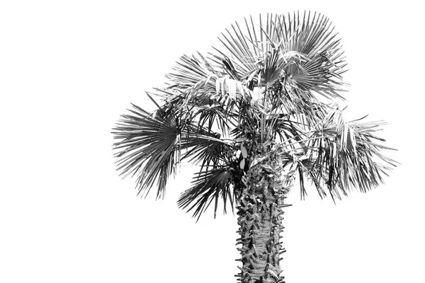Австралії Відділення Palm Чистому Небі — стокове фото