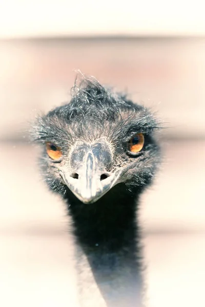 No parque da Austrália o pássaro emu livre — Fotografia de Stock