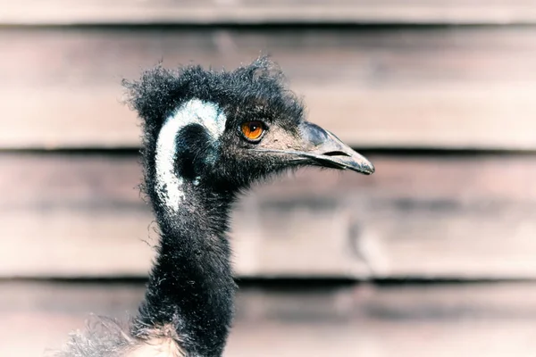 No parque da Austrália o pássaro emu livre — Fotografia de Stock