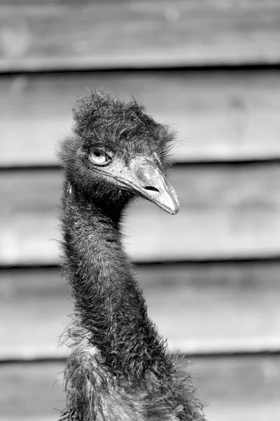 I parken i Australien gratis emu fågeln — Stockfoto