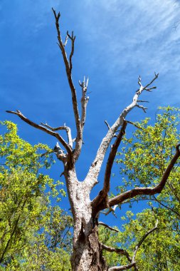 Avustralya outback ağaç ve yaprak açık gökyüzünde