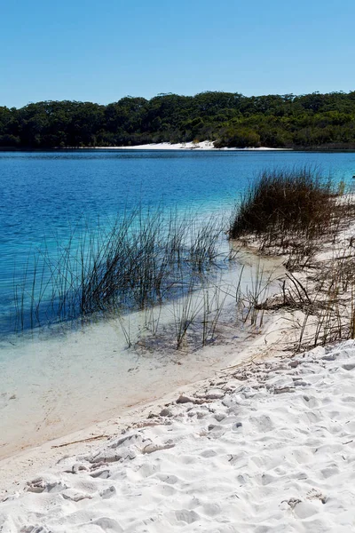 Australia Lake Mckenzie Tourism Tree Relax Paradise — Stock Photo, Image