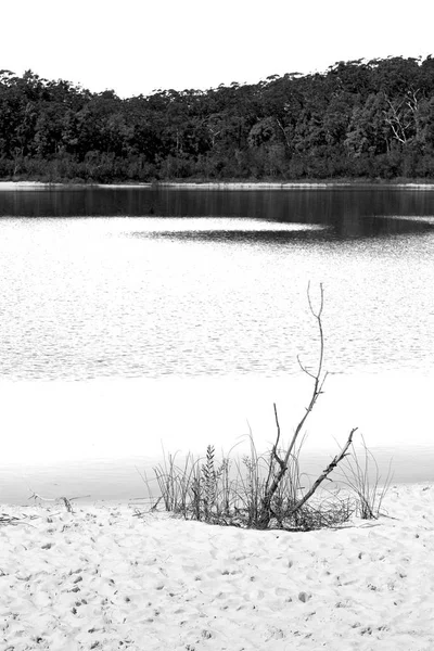 在澳大利亚湖麦肯齐旅游树和放松在天堂 — 图库照片