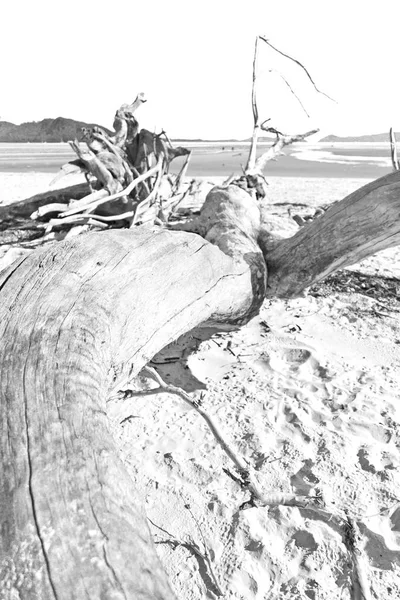 Trädet och stranden i paradise bay — Stockfoto