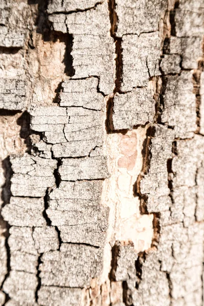 Abstracte textuur van een oppervlakte boom als achtergrond — Stockfoto