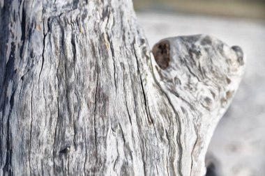 yüzey ağaç arka plan tahıl gibi soyut doku