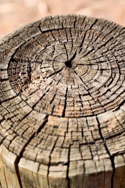 yüzey ağaç arka plan tahıl gibi soyut doku