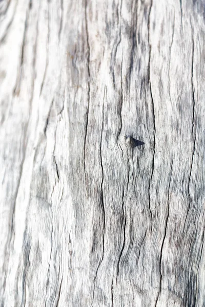 Textura Abstrata Uma Árvore Superfície Como Grão Fundo — Fotografia de Stock