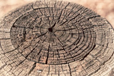 yüzey ağaç arka plan tahıl gibi soyut doku