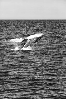 Avustralya'da okyanusta ücretsiz balina görünümünü kapat