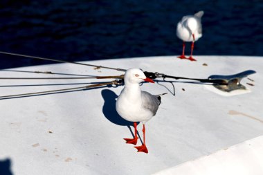 Avustralya katamaran güverte lots-in özgür martı deniz kenarında