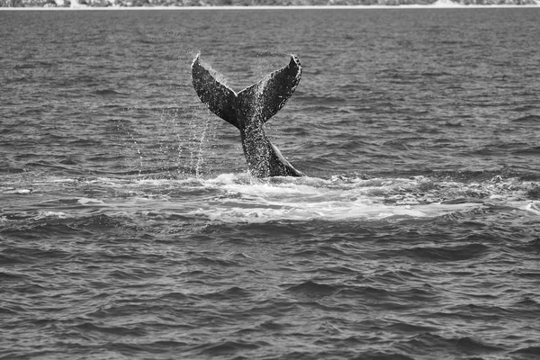 Vista Cerca Ballena Libre Océano Australia — Foto de Stock