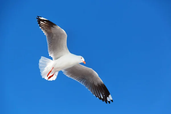 Austrália Uma Gaivota Branca Livre Voando Céu Claro — Fotografia de Stock