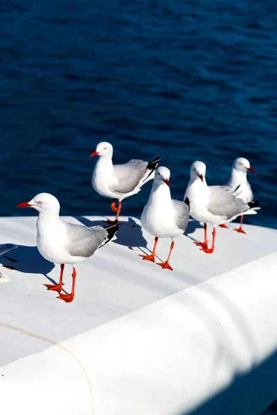 Australia Catamaran Deck Lots Free Seagull Sea — Stock Photo, Image