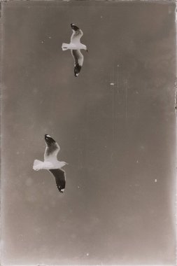 Avustralya açık havada uçan bir beyaz ücretsiz martı