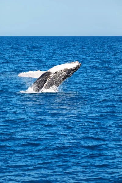 Stäng Upp Gratis Whale Havet Australien — Stockfoto