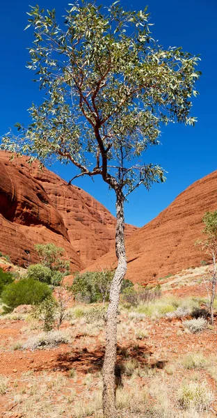 Australië Outback Canyon Buurt Van Berg Natuur — Stockfoto
