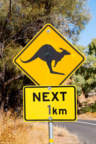 in australia  the sign for wild kangaroo  likee  concept of safety