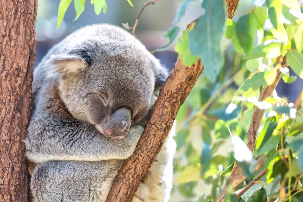 Austrália Animal Livre Típico Coala — Fotografia de Stock