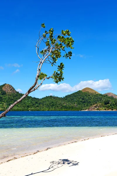 Isla Filipinas Hermoso Cosatline Árbol Colina Barco Para Turista — Foto de Stock