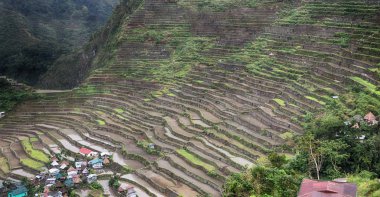 Banaue Unesco sitesinden pirinç elde etmek için Filipinler teras sahasında bulanıklık