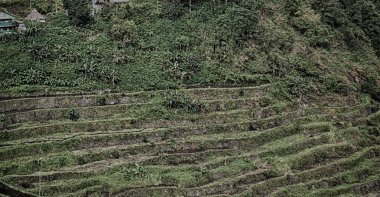 Banaue Unesco sitesinden pirinç elde etmek için Filipinler teras sahasında bulanıklık