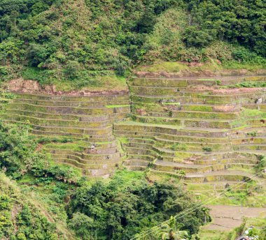 Banaue Unesco sitesinden pirinç elde etmek için Filipinler teras sahasında bulanıklık