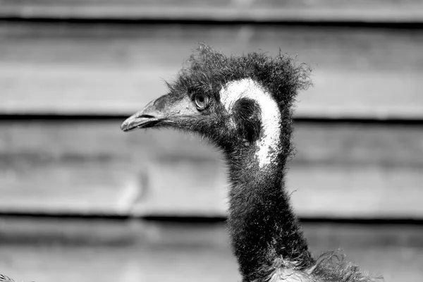 Parque Austrália Pássaro Emu Livre Fundo — Fotografia de Stock