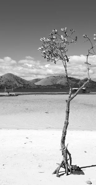 Isla Filipinas Hermoso Cosatline Árbol Colina Barco Para Turista — Foto de Stock