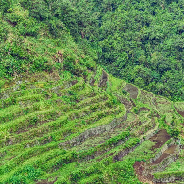 Borrão Campo Terraço Filipinas Para Coultivation Arroz Site Unesco Banaue — Fotografia de Stock